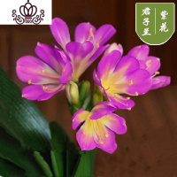 封后精品君子兰盆栽花苗室内花卉植物办公室圆头和尚带花苞四季开花苗 紫花8-10叶买3送1 不含盆