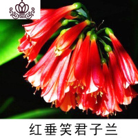 封后精品君子兰盆栽花苗室内花卉植物办公室圆头和尚带花苞四季开花苗 红垂笑5-8叶买3送1 不含盆