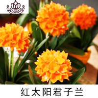 封后精品君子兰盆栽花苗室内花卉植物办公室圆头和尚带花苞四季开花苗 红太阳5-8叶买3送1 不含盆