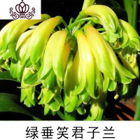 封后精品君子兰盆栽花苗室内花卉植物办公室圆头和尚带花苞四季开花苗 绿垂笑5-8叶买3送1 不含盆