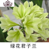 封后精品君子兰盆栽花苗室内花卉植物办公室圆头和尚带花苞四季开花苗 绿花5-8叶买3送1 不含盆