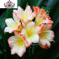 封后精品君子兰盆栽花苗室内花卉植物办公室圆头和尚带花苞四季开花苗 花心橘红边8-10叶买3送1 不含盆