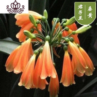 封后精品君子兰盆栽花苗室内花卉植物办公室圆头和尚带花苞四季开花苗 黄垂笑8-10叶买3送1 不含盆