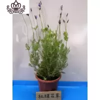 封后薰衣盆栽香植物花苗香水花卉室内外阳台开花清香耐寒绿植盆栽 1棵多枝约40厘(川贵京冀鲁琼晋 不含盆