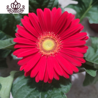 封后非洲菊盆栽带花苞鲜花苗扶郎花阳台室内外办公室花卉盆栽植物 F1大红色 不含盆