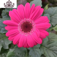 封后非洲菊盆栽带花苞鲜花苗扶郎花阳台室内外办公室花卉盆栽植物 F3玫红色 不含盆