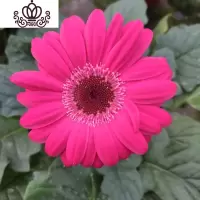 封后非洲菊盆栽带花苞鲜花苗扶郎花阳台室内外办公室花卉盆栽植物 F3玫红色 不含盆