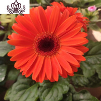 封后非洲菊盆栽带花苞鲜花苗扶郎花阳台室内外办公室花卉盆栽植物 F4美橙色 不含盆