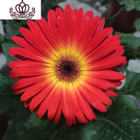 封后非洲菊盆栽带花苞鲜花苗扶郎花阳台室内外办公室花卉盆栽植物 F6红光晕 不含盆