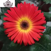 封后非洲菊盆栽带花苞鲜花苗扶郎花阳台室内外办公室花卉盆栽植物 F6红光晕 不含盆