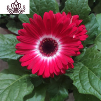 封后非洲菊盆栽带花苞鲜花苗扶郎花阳台室内外办公室花卉盆栽植物 F7红极光晕 不含盆