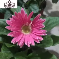 封后非洲菊盆栽带花苞鲜花苗扶郎花阳台室内外办公室花卉盆栽植物 F8粉美 不含盆