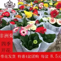 封后非洲菊盆栽带花苞鲜花苗扶郎花阳台室内外办公室花卉盆栽植物 非洲菊4盆(任选) 不含盆