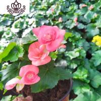 封后丽格海棠盆栽夫妻海棠四季开花盆栽办公室室内客厅花卉带花发货 桑德里娜粉(带简易盆) 不含盆