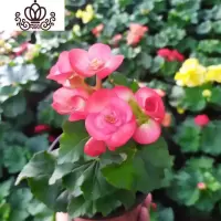封后丽格海棠盆栽夫妻海棠四季开花盆栽办公室室内客厅花卉带花发货 白心佩里(带简易盆) 不含盆