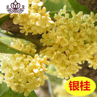 封后四季桂花树苗盆栽庭院金桂浓香型天香台阁盆景植物室内外地栽花卉 3银桂当年开花[2厘米粗] 不含盆