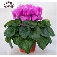 封后带花仙客来四季开花仙客来盆栽办公室内花卉绿植 浅紫色[带花苞] 含盆