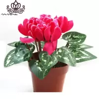 封后带花仙客来四季开花仙客来盆栽办公室内花卉绿植 玫瑰红[带花苞] 含盆