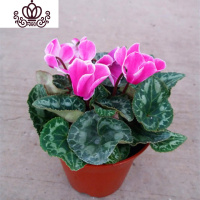 封后带花仙客来四季开花仙客来盆栽办公室内花卉绿植 白紫白双色[带花苞] 含盆