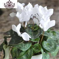 封后带花仙客来四季开花仙客来盆栽办公室内花卉绿植 白色[带花苞] 含盆
