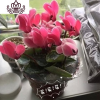 封后带花仙客来四季开花仙客来盆栽办公室内花卉绿植 粉色[带花苞] 含盆