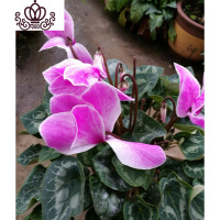 封后带花仙客来四季开花仙客来盆栽办公室内花卉绿植 紫白[带花苞] 含盆