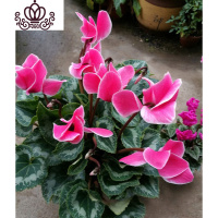 封后带花仙客来四季开花仙客来盆栽办公室内花卉绿植 紫白边[带花苞] 含盆