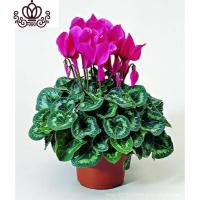 封后带花仙客来四季开花仙客来盆栽办公室内花卉绿植 紫色[带花苞] 含盆