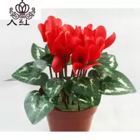 封后带花仙客来四季开花仙客来盆栽办公室内花卉绿植 红色[带花苞] 不含盆