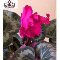 封后带花仙客来四季开花仙客来盆栽办公室内花卉绿植 花边紫[带花苞] 含盆