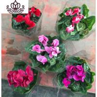 封后带花仙客来四季开花仙客来盆栽办公室内花卉绿植 4盆随机颜色不重复 含盆