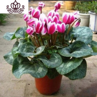 封后带花仙客来四季开花仙客来盆栽办公室内花卉绿植 仙客来白玖红[带花苞发货] 不含盆