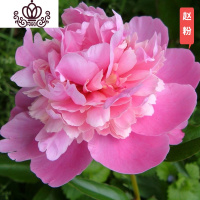 封后花苗庭院花卉四季开花易活芍药根块带芽室内盆栽室外庭院植物 S16[芍药7-10芽]+肥 不含盆