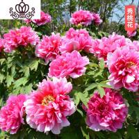 封后花苗庭院花卉四季开花易活芍药根块带芽室内盆栽室外庭院植物 S4[芍药7-10芽]+肥 不含盆