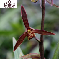 封后建兰荷瓣粉花 夏带花苞出售浓香好养室内花卉盆栽绿植 企黑4苗连体带花,收藏送肥 裸根不带土