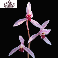 封后建兰荷瓣粉花 夏带花苞出售浓香好养室内花卉盆栽绿植 瑶池圣月2苗连体,收藏送肥 裸根不带土