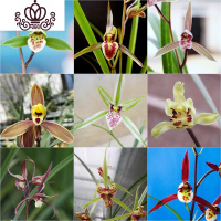 封后建兰荷瓣粉花 夏带花苞出售浓香好养室内花卉盆栽绿植 精品寒兰5苗连体,收藏送肥 裸根不带土