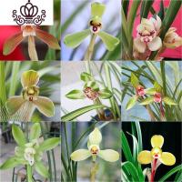 封后建兰荷瓣粉花 夏带花苞出售浓香好养室内花卉盆栽绿植 精品春兰3苗连体,收藏送肥 裸根不带土