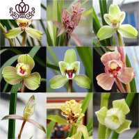 封后建兰荷瓣粉花 夏带花苞出售浓香好养室内花卉盆栽绿植 精品春剑3苗连体,收藏送肥 裸根不带土