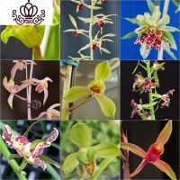 封后建兰荷瓣粉花 夏带花苞出售浓香好养室内花卉盆栽绿植 精品蕙兰4苗连体,收藏送肥 裸根不带土