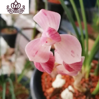 封后建兰荷瓣粉花 夏带花苞出售浓香好养室内花卉盆栽绿植 紫薇粉荷4苗连体,收藏送肥 裸根不带土