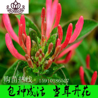 封后红色金银花树苗四季红色南北方室内阳台盆栽地栽花卉盆景爬藤植物 红色金银花三年苗2棵 不含盆