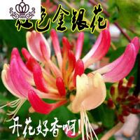 封后红色金银花树苗四季红色南北方室内阳台盆栽地栽花卉盆景爬藤植物 红色金银花四年苗 不含盆