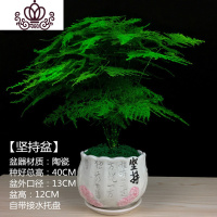 封后文竹盆景盆栽室内净化空气绿色植物陶瓷盆四季长青微景观花卉绿植 大文竹+[坚持盆] 含盆