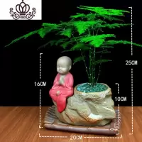 封后文竹盆景盆栽室内净化空气绿色植物陶瓷盆四季长青微景观花卉绿植 [红衣]小文竹+托盘+小沙弥 含盆
