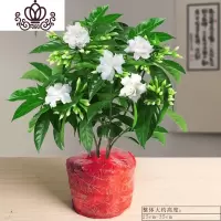 封后丁香花树苗花卉盆栽阳台好养室内花绿植室外四季开花不断易活植物 丁香花5年苗带花苞(不带盆) 带盆栽好