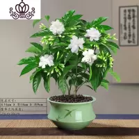 封后丁香花树苗花卉盆栽阳台好养室内花绿植室外四季开花不断易活植物 咏清丁香花5年苗(送陶粒)带花苞发货 带盆栽好