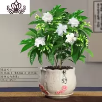 封后丁香花树苗花卉盆栽阳台好养室内花绿植室外四季开花不断易活植物 坚持丁香花5年苗(送陶粒)带花苞发货 带盆栽好