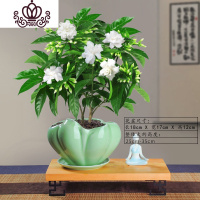 封后丁香花树苗花卉盆栽阳台好养室内花绿植室外四季开花不断易活植物 清逸丁香花+托盘+长底座+瑜伽女带花苞发货 带盆栽好