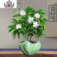 封后丁香花树苗花卉盆栽阳台好养室内花绿植室外四季开花不断易活植物 清逸丁香花5年苗(送陶粒)带花苞发货 带盆栽好